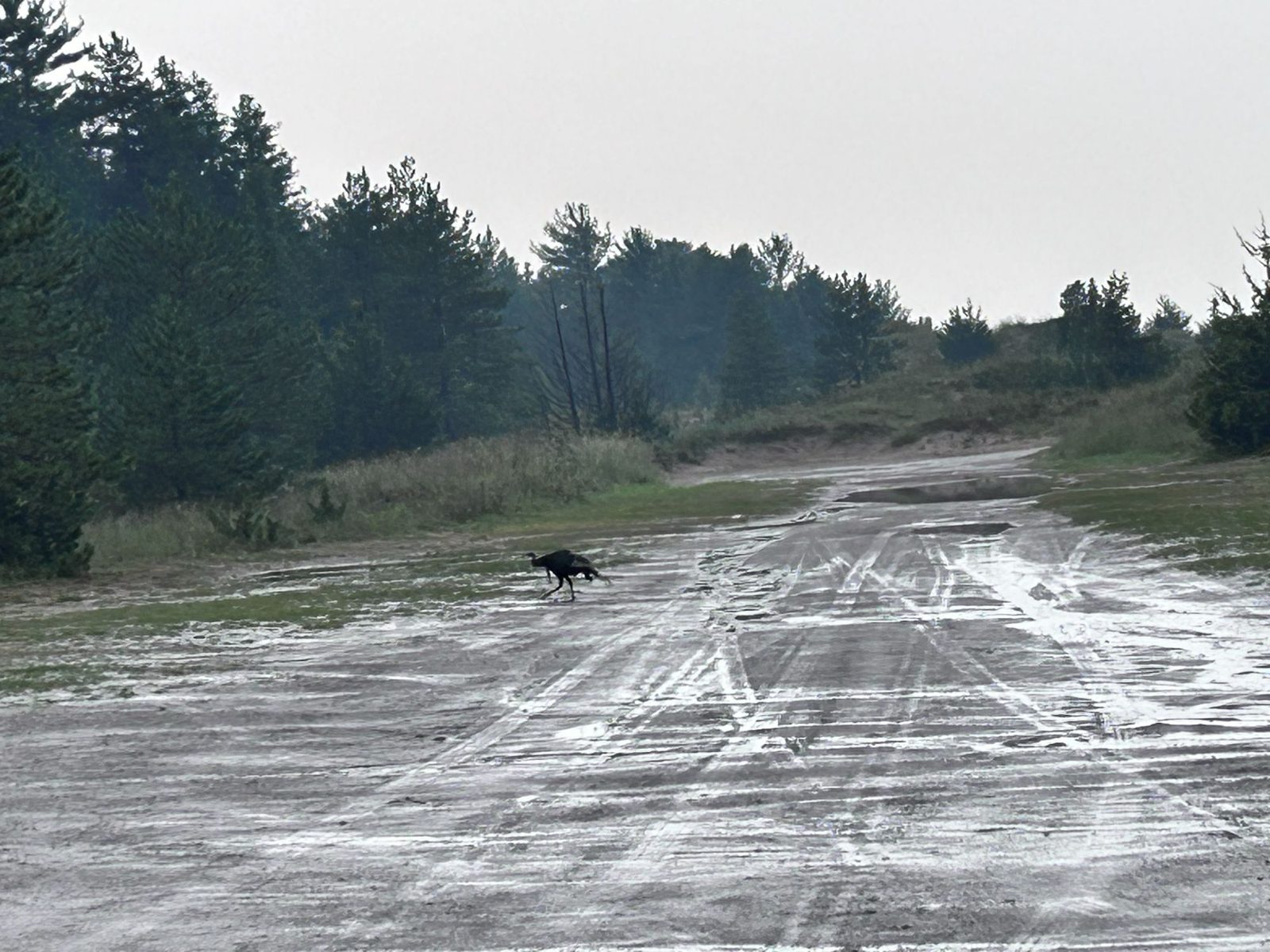 The stripped roadbed of the former Burley access road at Pinery, now a wide sand and gravel cycling route, with a wild turkey crossing it