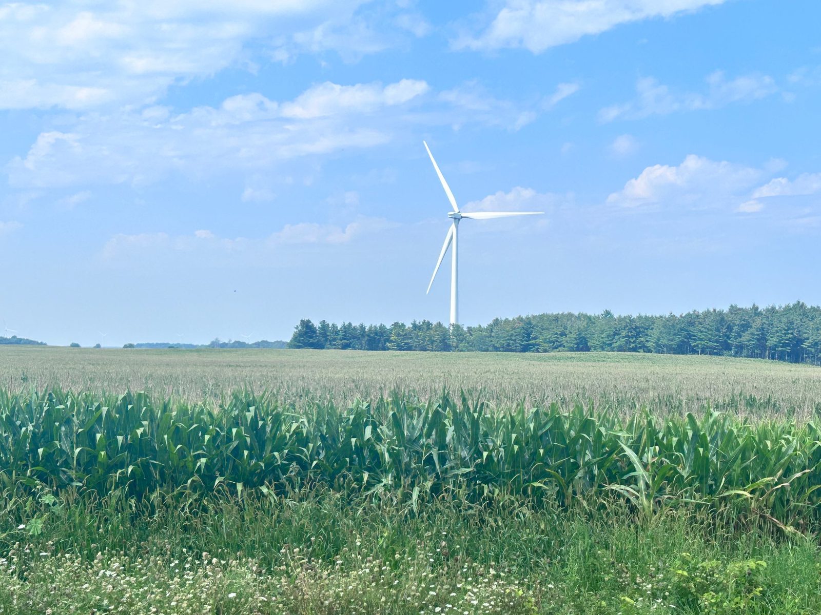 A field of standing corn under a big blue sky, a wind turbine on the far ridge and a dark line of pine woodlot behind it