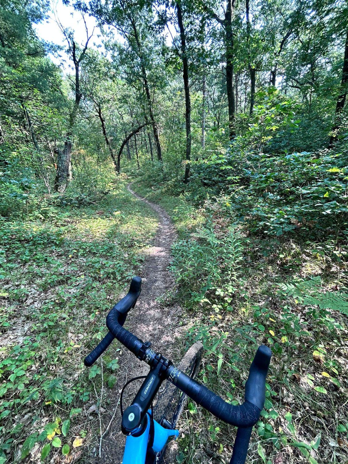 Handlebar view down narrow dirt singletrack winding through open oak forest, dappled light, ferns and low green scrub on both sides